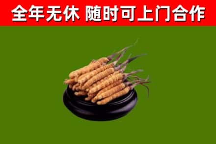 盂市烟酒回收冬虫夏草.jpg